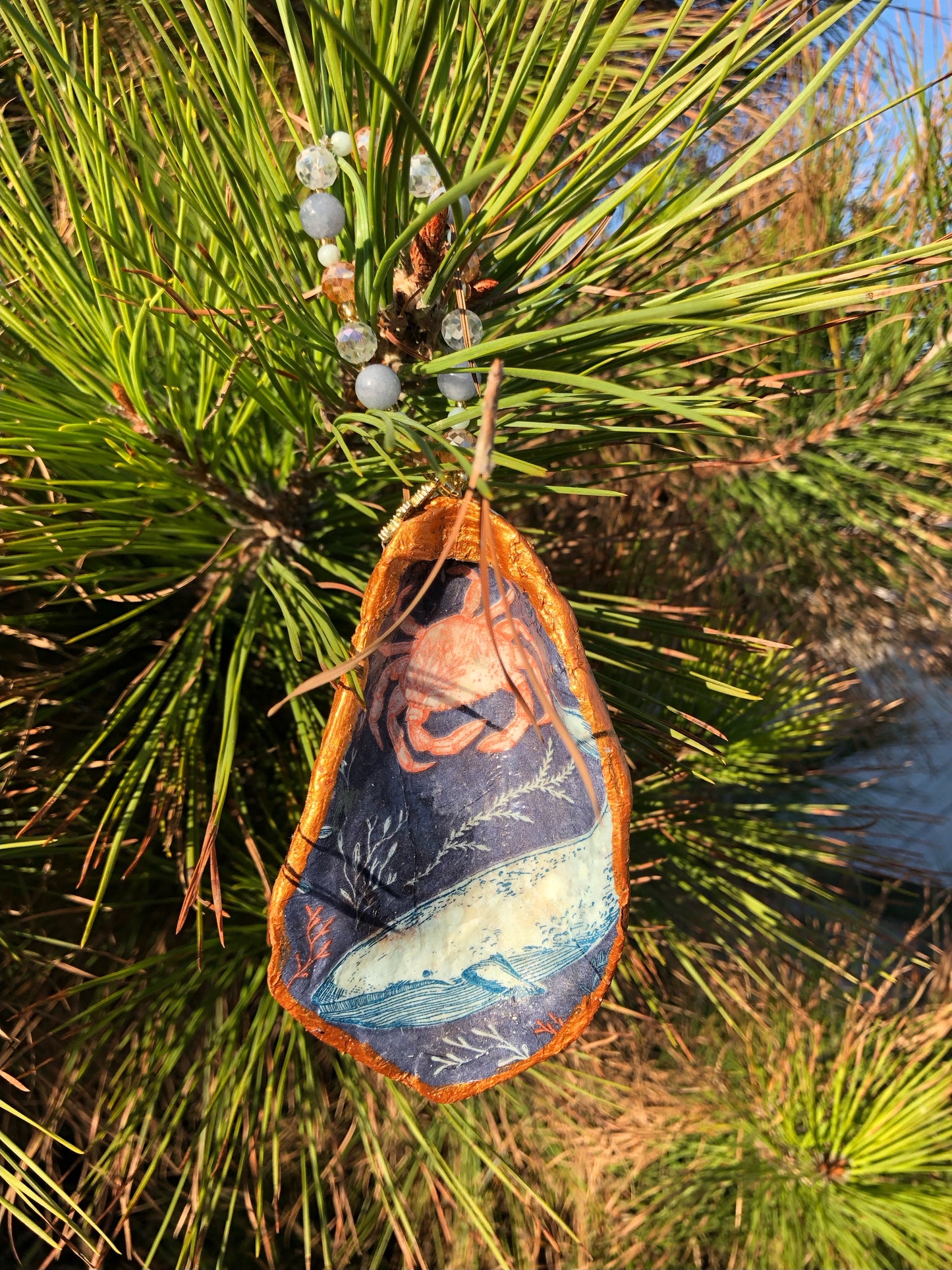 South Ocean Beach Oyster Shell